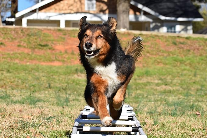 Better Sporting Dogs Agility Training Ladder | Dog Agility Training Equipment | Dog Training Equipment